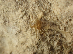 Nesticidae