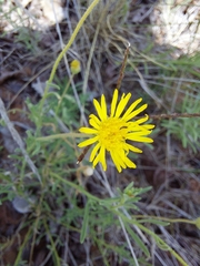 Felicia mossamedensis