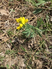 Thermopsis divaricarpa