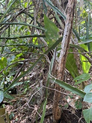 Selenicereus triangularis