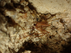 Nesticus