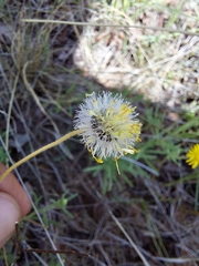 Felicia mossamedensis