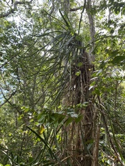 Selenicereus triangularis