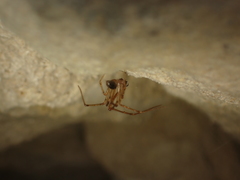 Nesticus