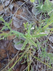 Felicia mossamedensis