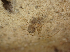 Nesticidae