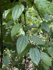 Dioscorea pilosiuscula