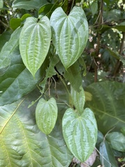 Dioscorea pilosiuscula