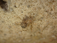Nesticidae