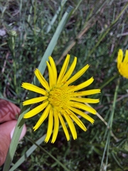 Hirpicium bechuanense