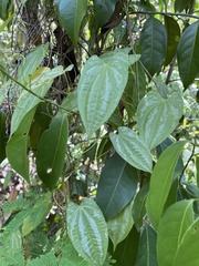Dioscorea pilosiuscula
