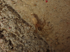 Nesticidae