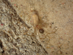 Nesticidae