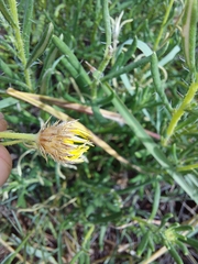 Hirpicium bechuanense