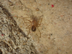 Nesticidae