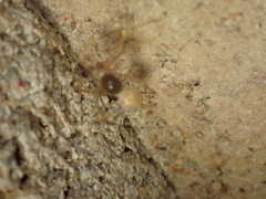 Nesticidae