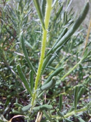 Hirpicium bechuanense