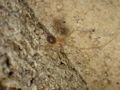 Nesticidae