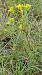 Flaveria linearis