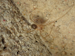 Nesticidae