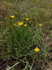 Hirpicium bechuanense