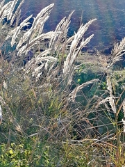 Arundo plinii