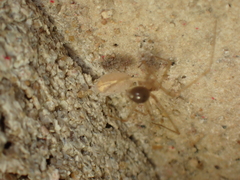 Nesticidae