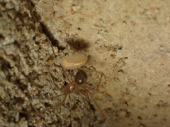 Nesticidae