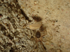 Nesticidae