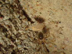 Nesticidae