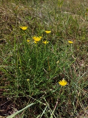 Hirpicium bechuanense