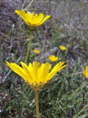 Hirpicium bechuanense
