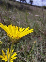 Hirpicium bechuanense