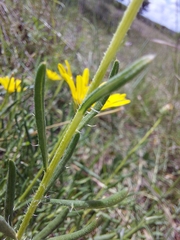 Hirpicium bechuanense