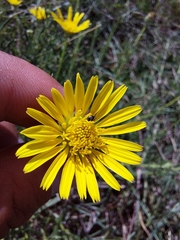 Hirpicium bechuanense