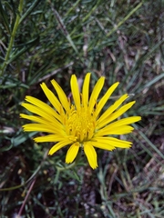 Hirpicium bechuanense