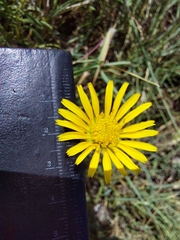 Hirpicium bechuanense