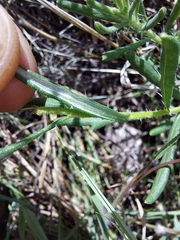 Hirpicium bechuanense