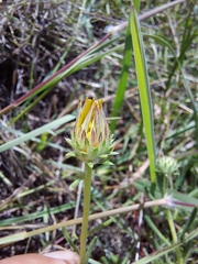 Hirpicium bechuanense