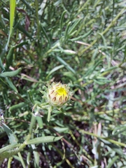Hirpicium bechuanense