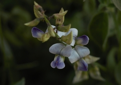 Dolichos trinervatus