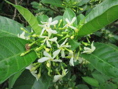 Tabernaemontana alba