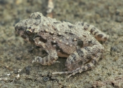 Common Indian Cricket Frog photo 2