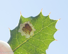 Phyllonorycter belotella