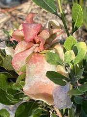 Exobasidium ferrugineae