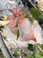 Exobasidium ferrugineae