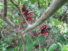 Tabernaemontana alba