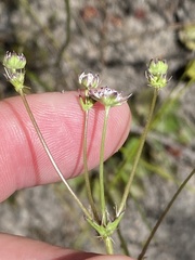 Alepidea capensis