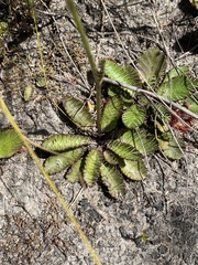 Alepidea capensis