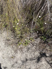 Alepidea capensis